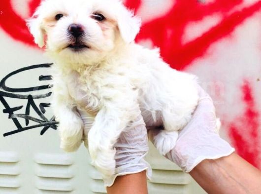 Karbeyaz Maltese Terrier Bebeklerim görsel