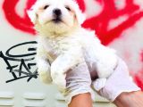 Karbeyaz Maltese Terrier Bebeklerim