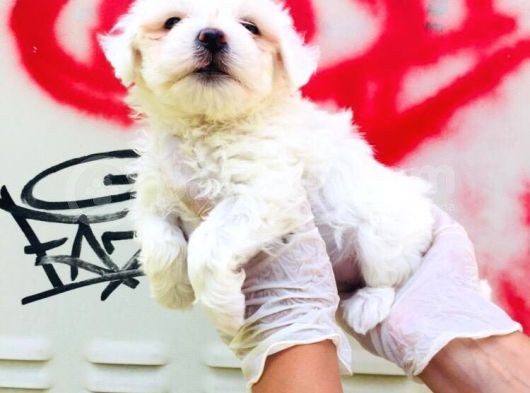 Karbeyaz Maltese Terrier Bebeklerim görsel