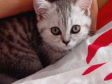 Eşyalarıyla British Silver Tabby