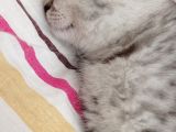 Eşyalarıyla British Silver Tabby
