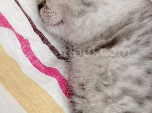 Eşyalarıyla British Silver Tabby görsel