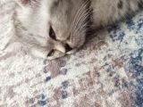 Eşyalarıyla British Silver Tabby