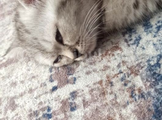 Eşyalarıyla British Silver Tabby görsel