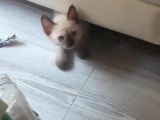 Safkan Siyam Yavruları