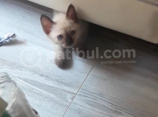 Safkan Siyam Yavruları görsel