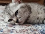 Eşyalarıyla British Silver Tabby
