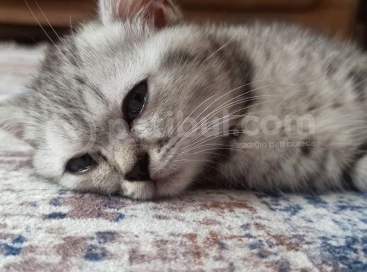 Eşyalarıyla British Silver Tabby