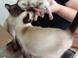 Safkan Siyam Yavruları
