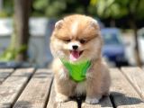 A+ Kalitede Aşılı Mikroçipli Pomeranian Boo