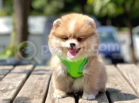 A+ Kalitede Aşılı Mikroçipli Pomeranian Boo görsel