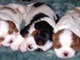 Cavai̇ller King Charles Yavrulari Mama Ve Malzeme Kampanyali