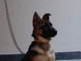 Alman Kurdu K9 Aile Köpeği