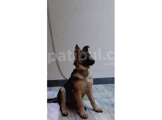 Alman Kurdu K9 Aile Köpeği