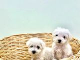 Muhteşem Yüzlü Terrier Kızlar