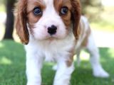 Cavalier King Charles Bebekler