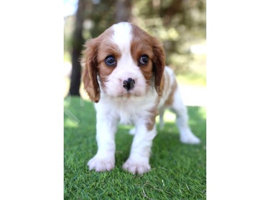 Cavalier King Charles Bebekler görsel