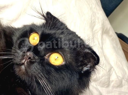British Longhair Oğlumuz görsel