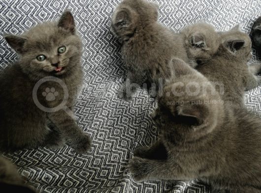 Ayıcık Surat Güzel Yavrularımız görsel