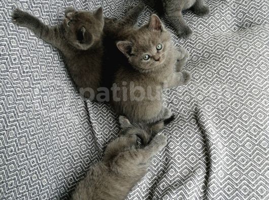 Ayıcık Surat Güzel Yavrularımız görsel
