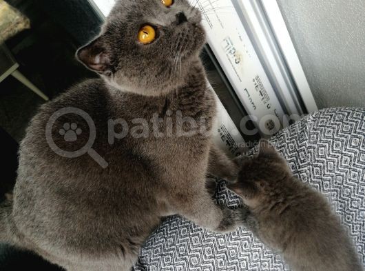 Ayıcık Surat Güzel Yavrularımız görsel