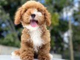 Red Orji̇nal Malti̇poo Bebekler