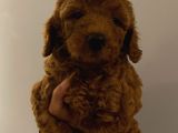 Karamelll Toypoodle’in Bebekleri̇i̇i̇