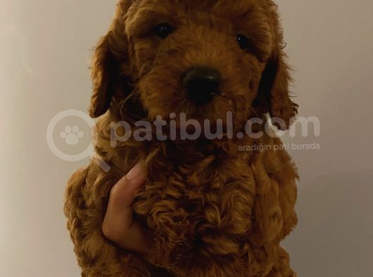 Karamelll Toypoodle’in Bebekleri̇i̇i̇ görsel