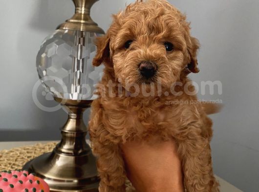 Karamelll Toypoodle’in Bebekleri̇i̇i̇ görsel