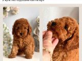 2 Aylık Erkek Toypodlee Karma Aşılı