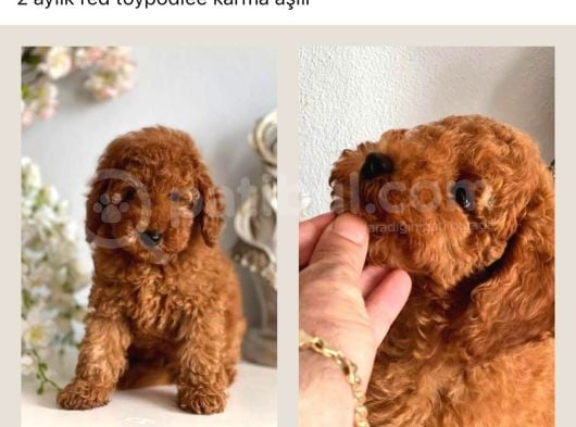 2 Aylık Erkek Toypodlee Karma Aşılı