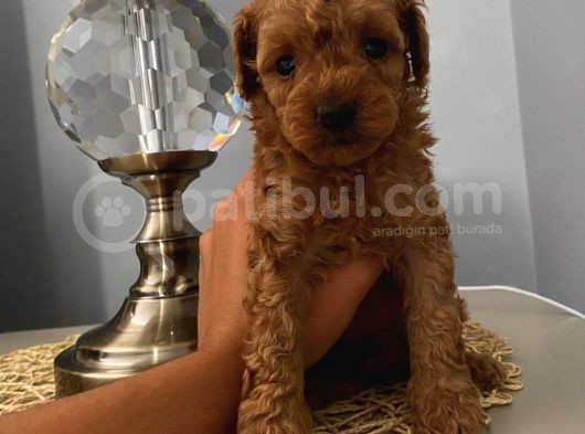 Karamelll Toypoodle’in Bebekleri̇i̇i̇ görsel