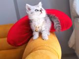 Aa++ Kalite Saf Kan Ori̇ji̇nal Yavrular