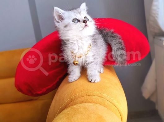 Aa++ Kalite Saf Kan Ori̇ji̇nal Yavrular görsel