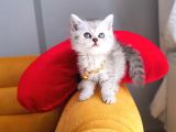 Aa++ Kalite Saf Kan Ori̇ji̇nal Yavrular