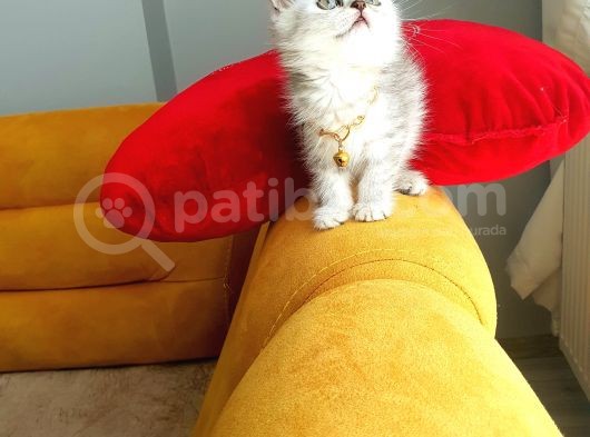 Aa++ Kalite Saf Kan Ori̇ji̇nal Yavrular görsel