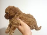 Ori̇ji̇nalik Ve Irk Garantili Toy Poodle Yavrumuz