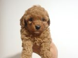 Ori̇ji̇nalik Ve Irk Garantili Toy Poodle Yavrumuz