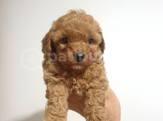 Ori̇ji̇nalik Ve Irk Garantili Toy Poodle Yavrumuz görsel