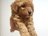 Ori̇ji̇nalik Ve Irk Garantili Toy Poodle Yavrumuz