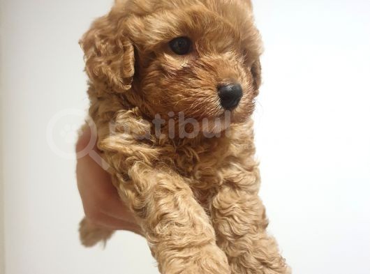 Ori̇ji̇nalik Ve Irk Garantili Toy Poodle Yavrumuz