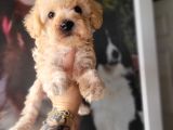 Maltipoo Yavru Bursa Köpek Okulu