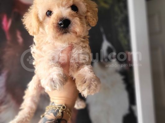 Maltipoo Yavru Bursa Köpek Okulu görsel