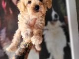 Maltipoo Yavru Bursa Köpek Okulu