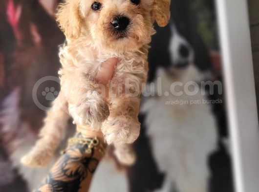 Maltipoo Yavru Bursa Köpek Okulu