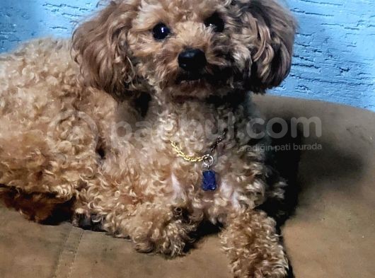 Maltipoo Yavru Bursa Köpek Okulu görsel