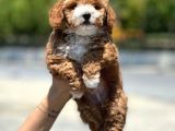 Dünya Tatlisi Show Kalite Toy Poodle Yavrumuz