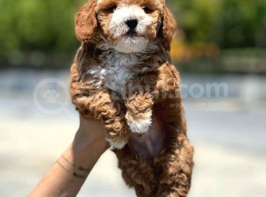 Dünya Tatlisi Show Kalite Toy Poodle Yavrumuz görsel