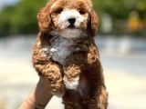 Dünya Tatlisi Show Kalite Toy Poodle Yavrumuz