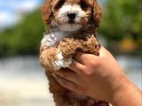 Dünya Tatlisi Show Kalite Toy Poodle Yavrumuz
